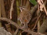 Bearded Scrub-Robin - Cercotrichas quadrivirgata