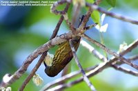 Purple-naped Sunbird - Hypogramma hypogrammicum