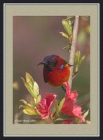 Gould's Sunbird - Aethopyga gouldiae