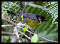 Santa Marta Brush-Finch - Atlapetes melanocephalus