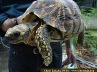 Burmese Star Tortoise, Geochelone platynota