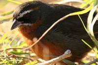 *NEW* Black-and-rufous Warbling-finch