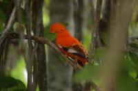 Guianan cock-of-the-rock, cock of the rock, Rupicola rupicola in Suriname