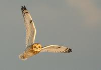 Short-eared Owl