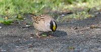 Golden-crowned Sparrow