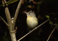 Tennessee Warbler  