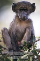 Chacma Baboon , Papio ursinus stock photo