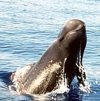 A playful Pilot Whale watches the Whale Watchers.