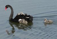 Black Swans