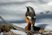 Fig. 20. Daurian Redstart : 딱새