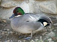 Falcated Teal (Anas         falcata)