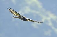 Crested Serpent Eagle
