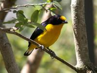 Violaceous Euphonia