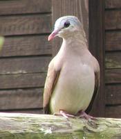 Blue Spotted Wood Dove Turtur afer