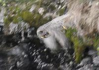 Gyr Falcon (Falco rusticolus)