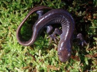 : Ambystoma jeffersonianum; Jefferson Salamander