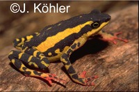 : Atelopus tricolor