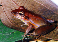 : Craugastor talamancae; Almirante Robber Frog
