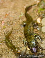 : Desmognathus folkertsi; Dwarf Black-bellied Salamander