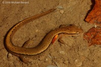 : Eurycea bislineata; Two-lined Salamander