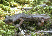 : Hydromantes imperialis; Imperial Cave Salamander