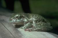 : Litoria caerulea; Green Tree Frog