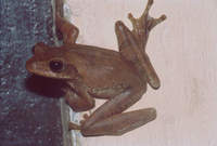 : Polypedates cruciger; Common Hour-glass Tree Frog