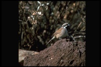 : Amphispiza bilineata; Black-throated Sparrow