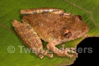 : Scinax boulengeri