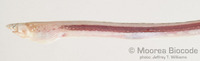 : Callechelys catostoma