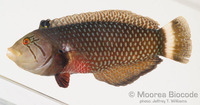 : Novaculichthys taeniourus