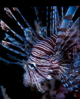 : Pterois volitans; Red Firefish