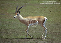 : Gazella grantii; Grant's Gazelle