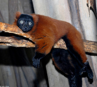 : Varecia variegata rubra; Red-ruffed Lemur