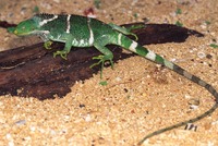 : Brachylophus vitiensis; Crested Iguana