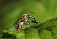 : Augochlorella sp.; Sweat Bee