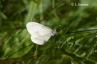 : Leptidea sinapis; Wood White