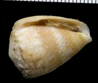 : Conus miliaris