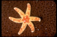 : Leptasterias hexactis; Seastar