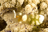 : Periclimenes brevicarpalis; Commensal Shrimp
