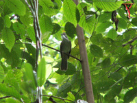 Ochraceous Bulbul(Criniger ochraceus)