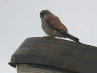 Falco tinnunculus Common Kestrel チョウゲンボウ