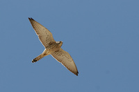 Female Lesser Kestrel