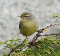 Sulphur-bellied Warbler