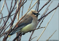 Cedar Waxwing Bombycilla cedrorum