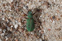 Grøn sandspringer (Cicindela campestris)