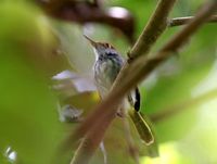 ノドグロサイホウチョウ Black-tailed Tailorbird Orthotomus atrogularis