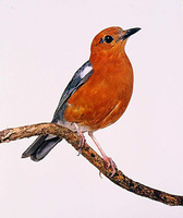 Orange-headed Thrush (Zoothera citrina)