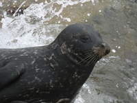 Phoca vitulina photographed in San Diego in August of 2004 using a Canon 10D digital camera and ...