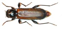 Phymatodes testaceus var. analis